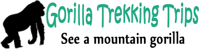 Gorilla Trekking Trips - See a mountain gorilla