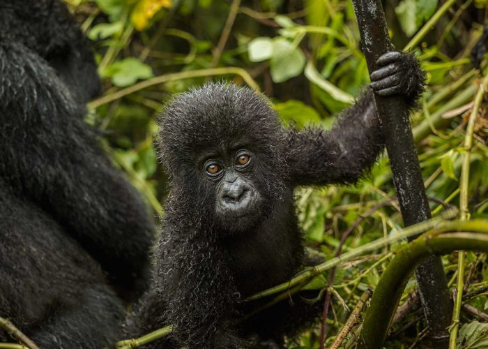 gorilla-trekking-experience-in-uganda-and-rwanda