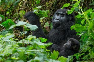 mountain-gorillas-in-bwindi-forest-uganda