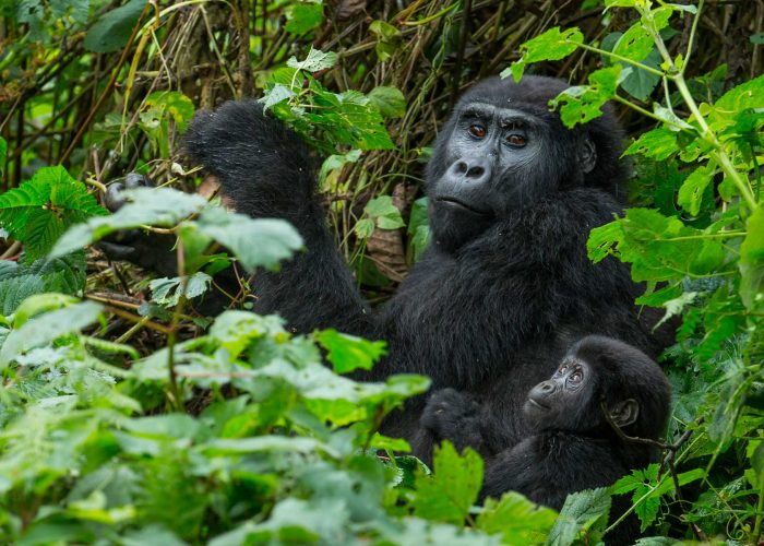 mountain-gorillas-in-bwindi-forest-uganda