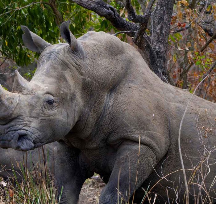 3-days-uganda-big-five-safari