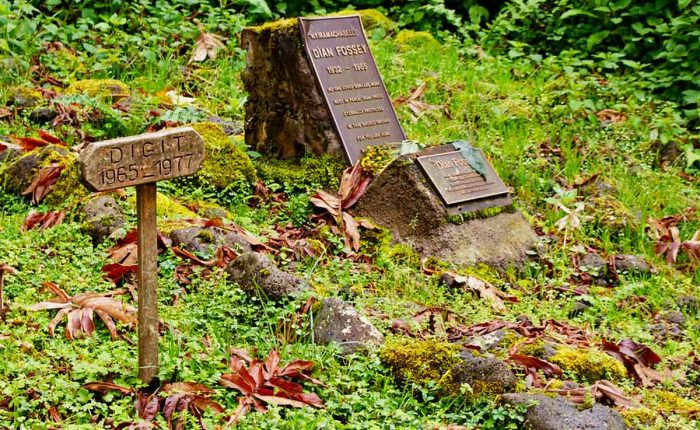 4-days-rwanda-gorillas-dian-fossey-hike-and-golden-monkey-tracking-experience
