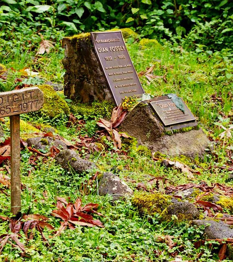 4-days-rwanda-gorillas-dian-fossey-hike-and-golden-monkey-tracking-experience