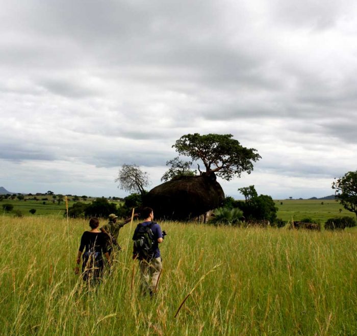 5-days-kidepo-valley-wildlife-roads-safari