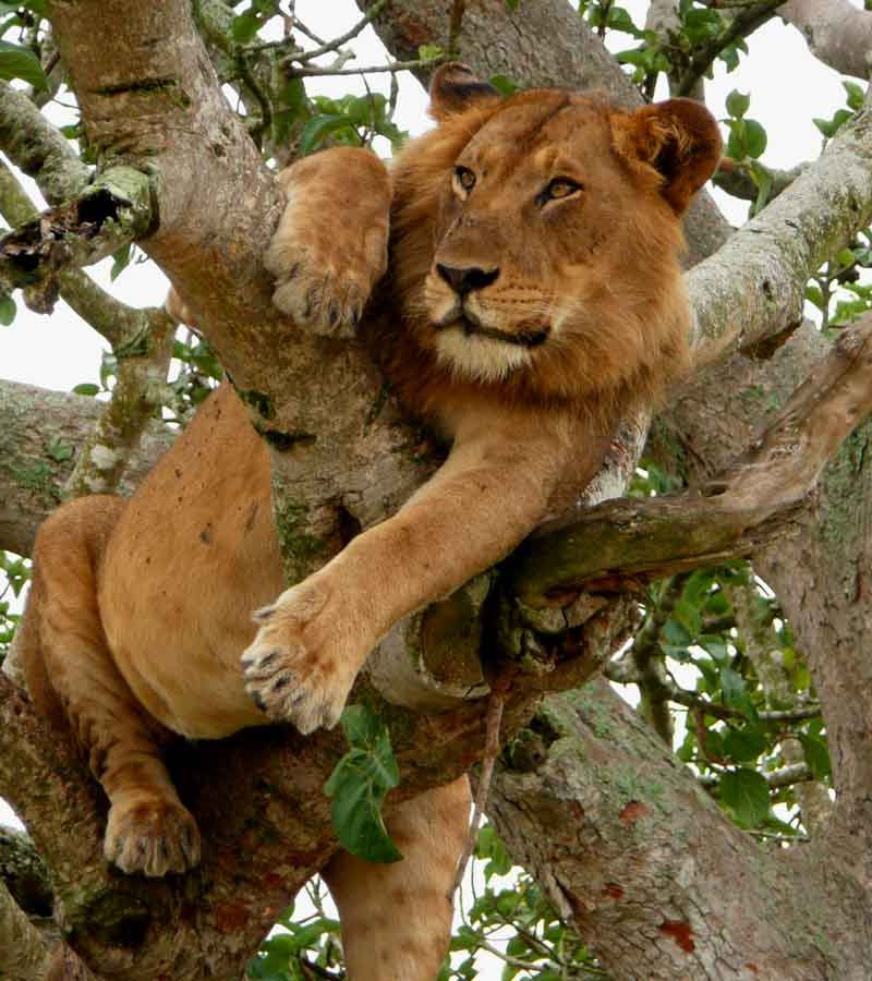 5-days-queen-elizabeth-and-gorilla-tracking-bwindi