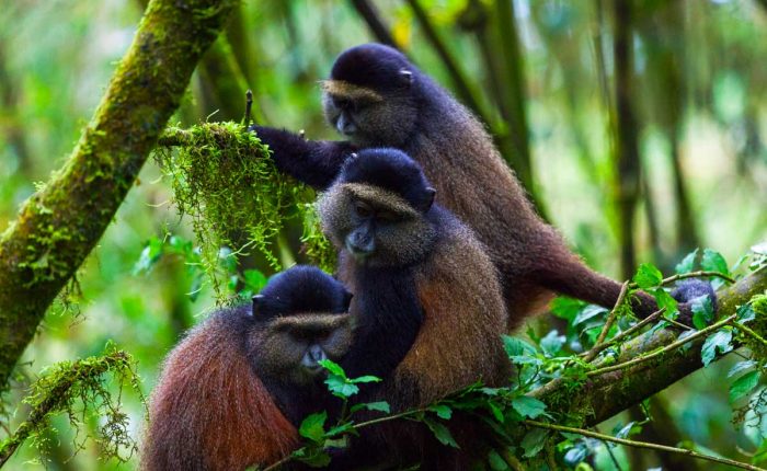 5-days-rwanda-primates-safari