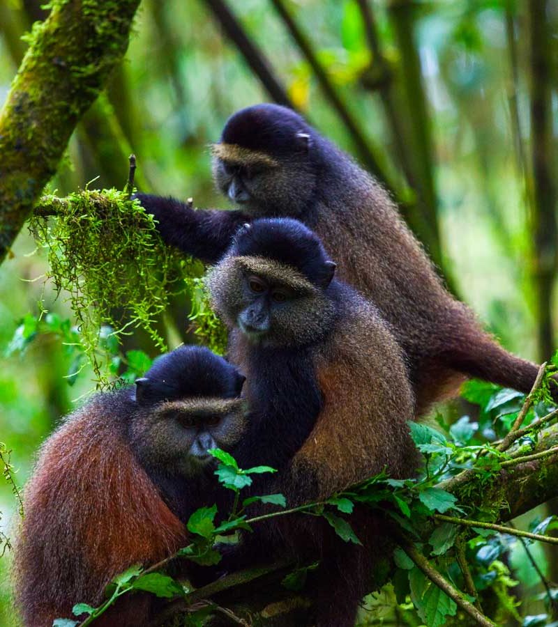 5-days-rwanda-primates-safari