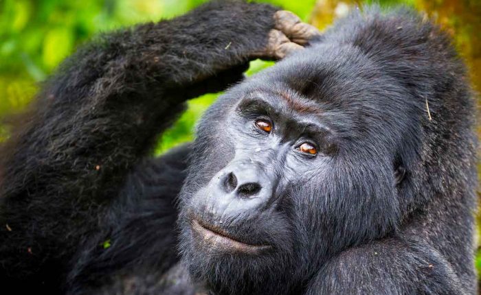 5-days-uganda-gorilla-and-chimpanzee-safari
