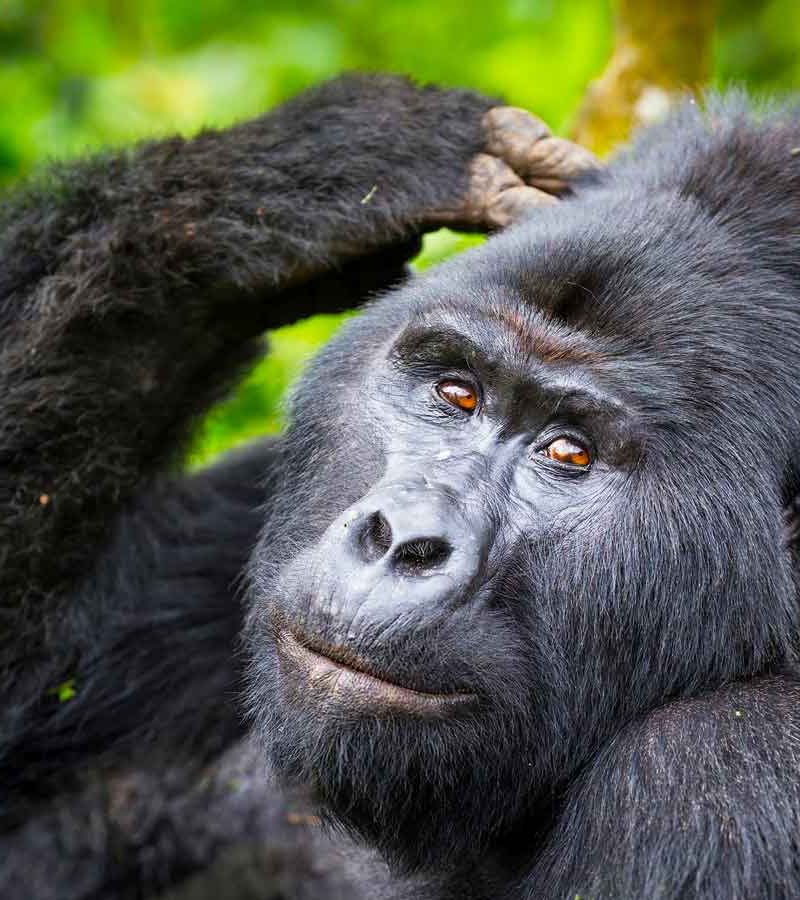 5-days-uganda-gorilla-and-chimpanzee-safari