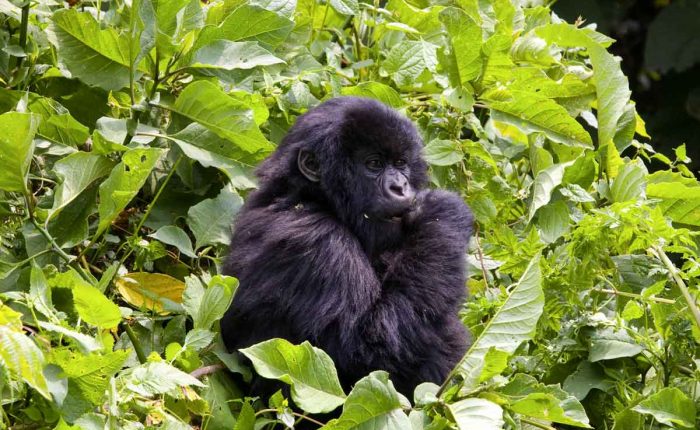 7-days-uganda-gorilla-and-wildlife-safari