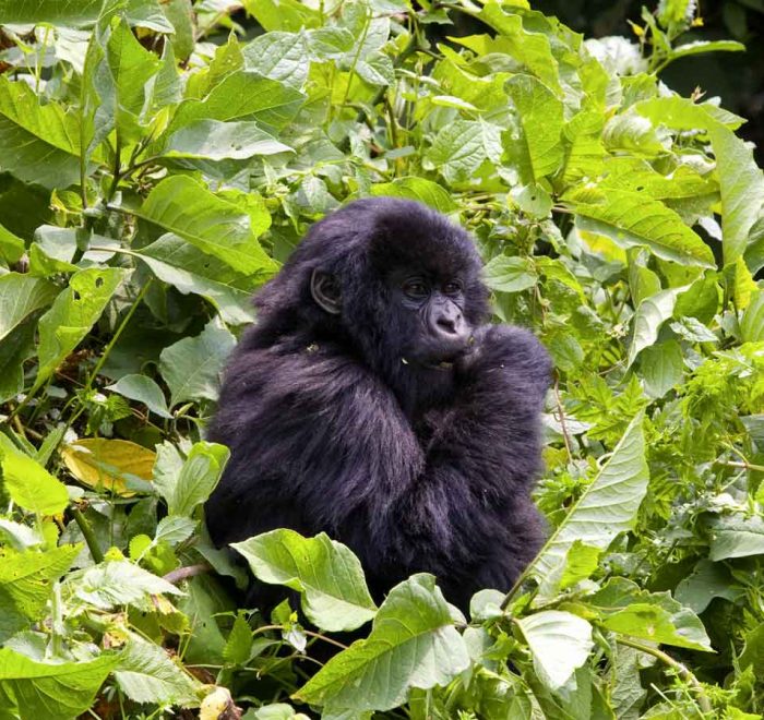 7-days-uganda-gorilla-and-wildlife-safari
