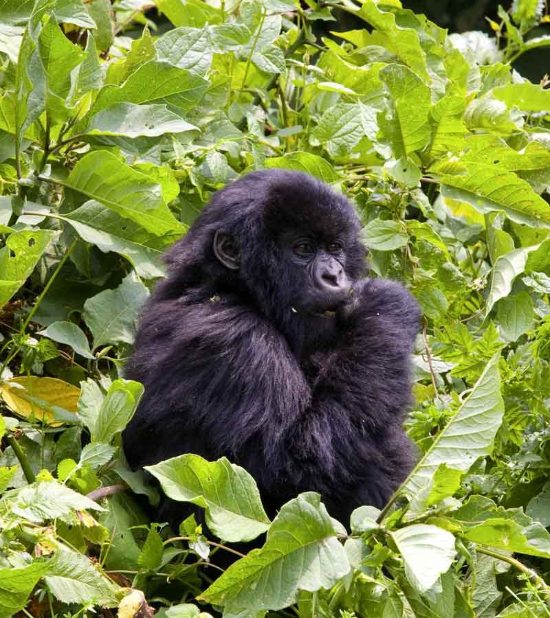 7-days-uganda-gorilla-and-wildlife-safari