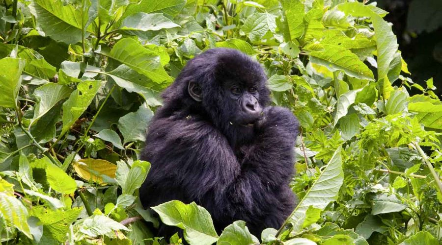 7-days-uganda-gorilla-and-wildlife-safari