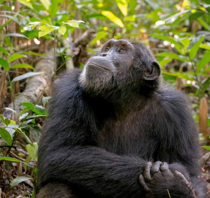9-days-uganda-primates-safari