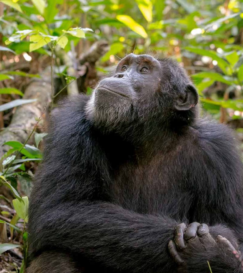 9-days-uganda-primates-safari