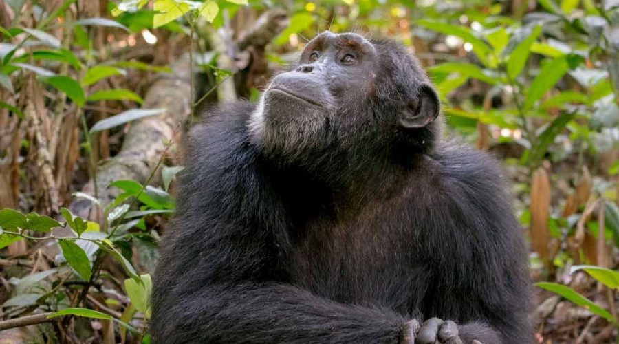 9-days-uganda-primates-safari