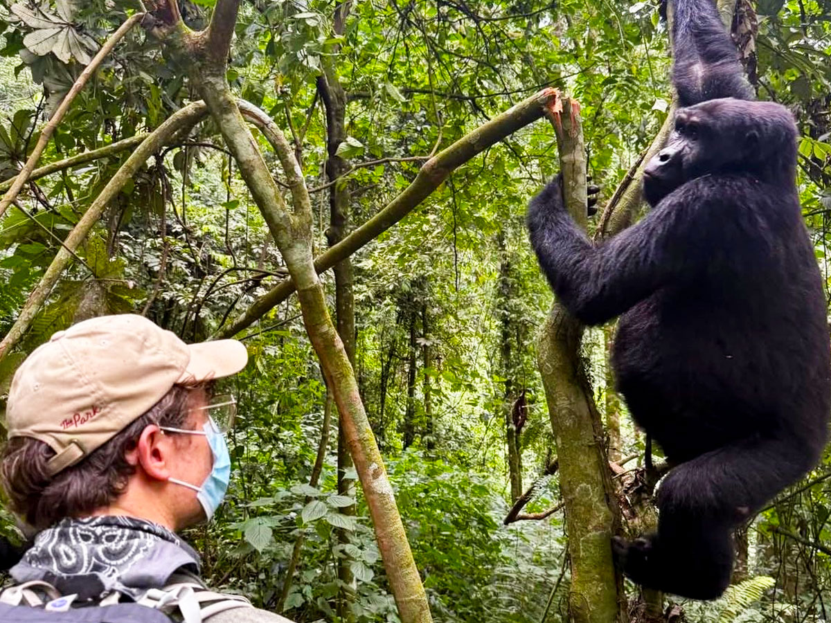 amazing-facts-about-mountain-gorillas